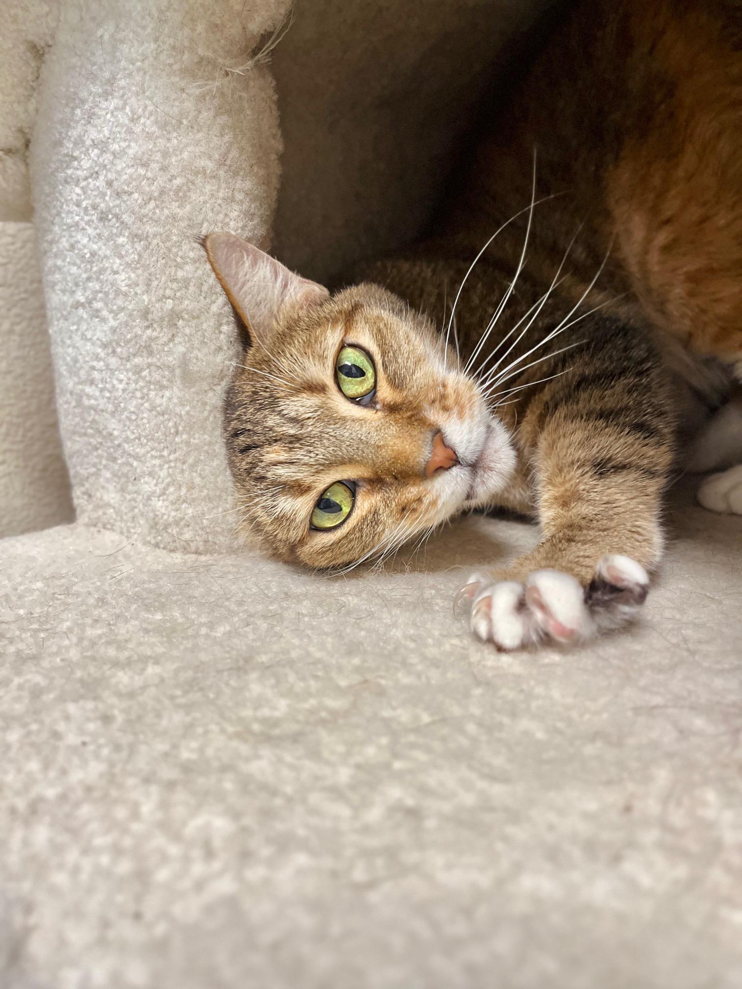 Enlarge Honey Bug, a ADOPTABLE Domestic Short Hair in Boise, ID image 1/1