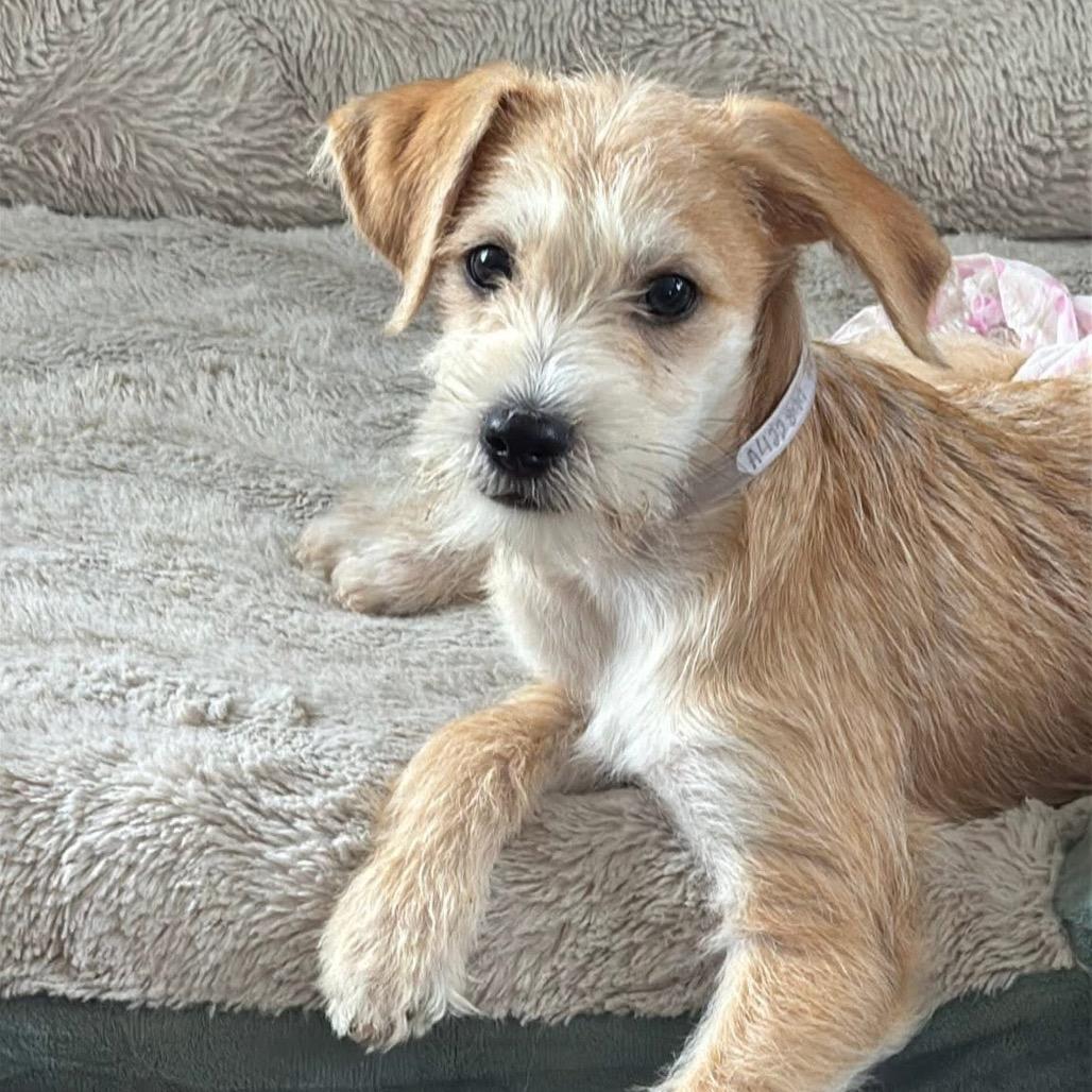 Flaco, Adoptable, Puppy Male Cavalier King Charles Spaniel & Chihuahua.