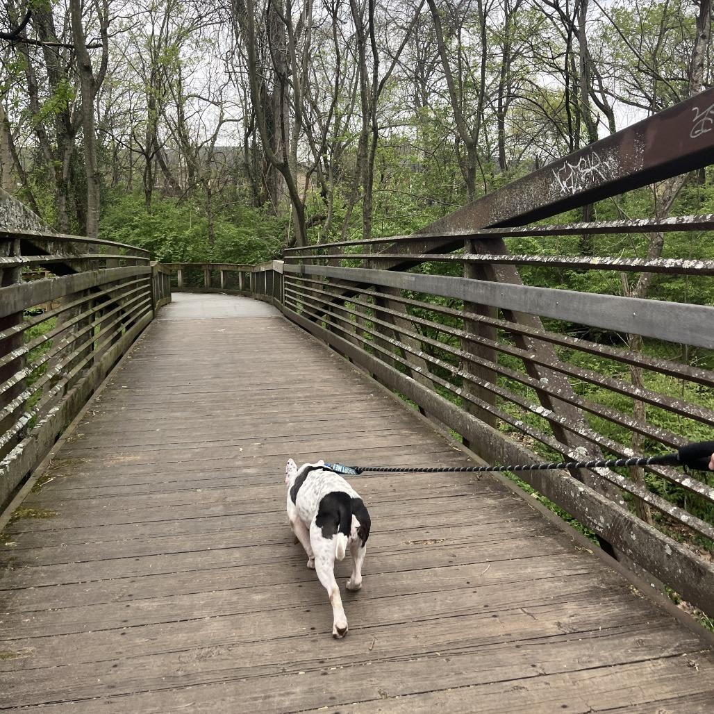 Bellatrix, Adoptable, Adult Female Bull Terrier.