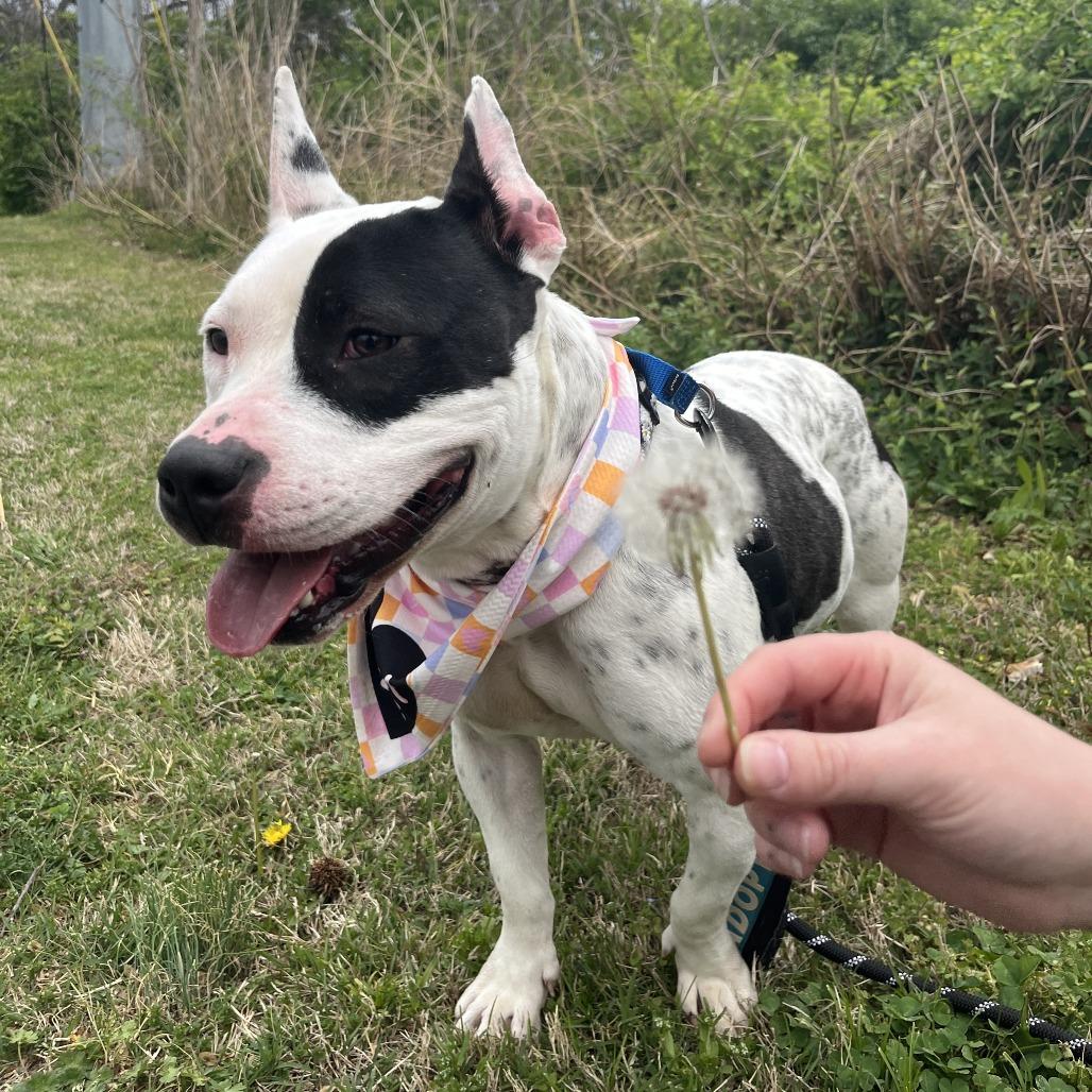 Enlarge Bellatrix, a Adoptable mixed breed in Nashville, TN image 2/6