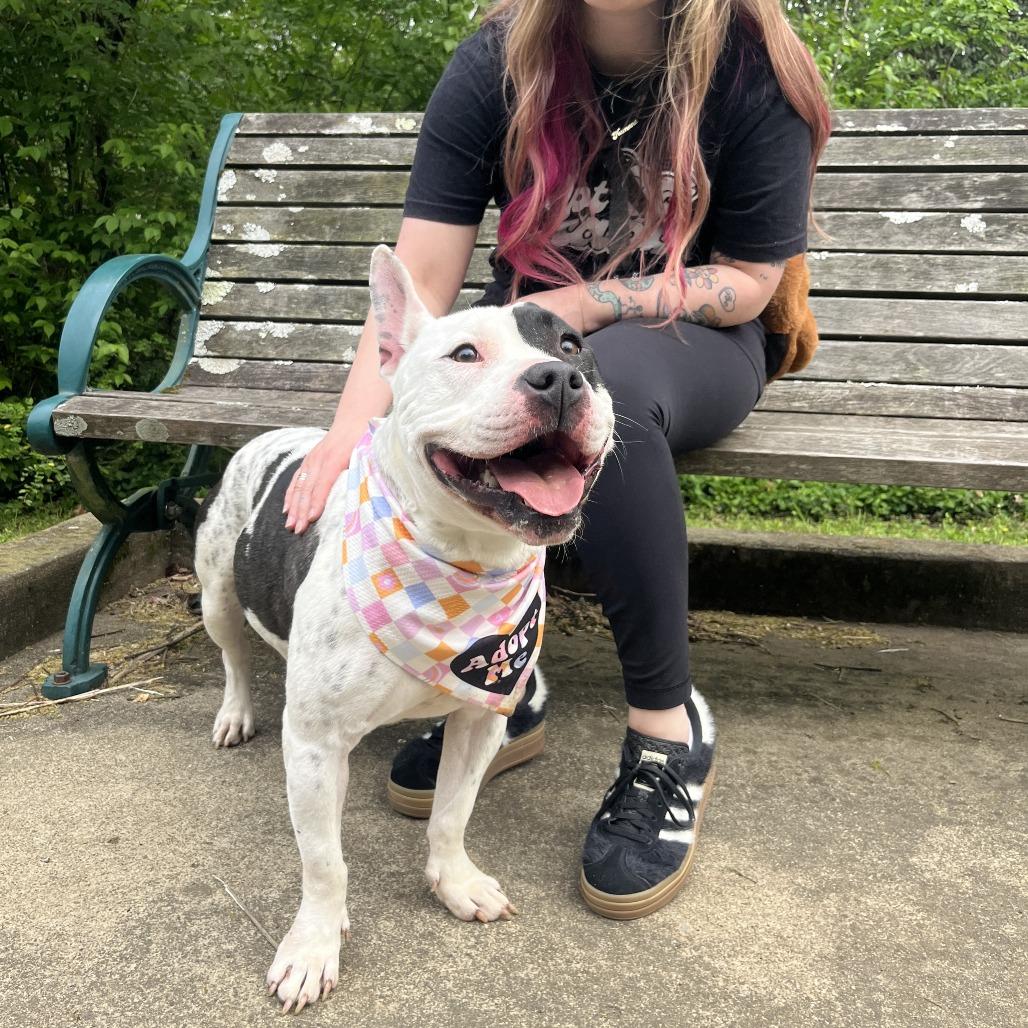 Enlarge Bellatrix, a Adoptable mixed breed in Nashville, TN image 3/6