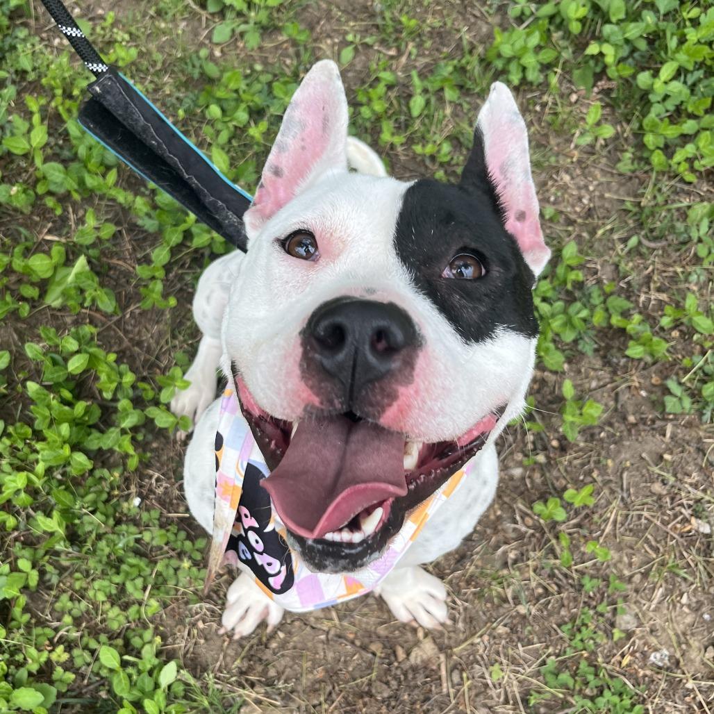 Enlarge Bellatrix, a Adoptable mixed breed in Nashville, TN image 4/6