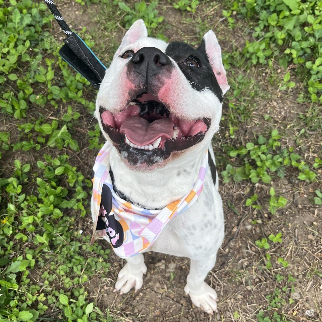 Enlarge Bellatrix, a Adoptable mixed breed in Nashville, TN image 5/6