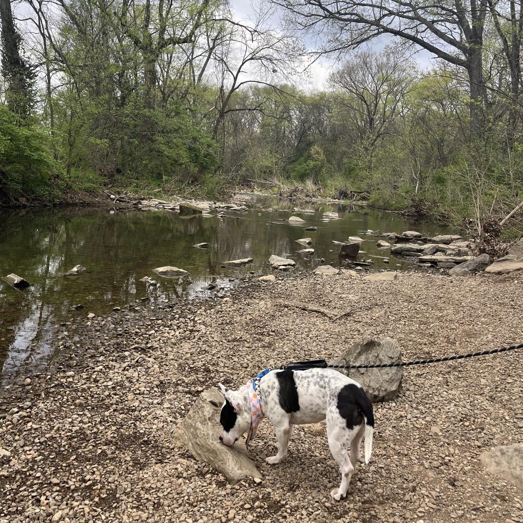 Enlarge Bellatrix, a Adoptable mixed breed in Nashville, TN image 6/6