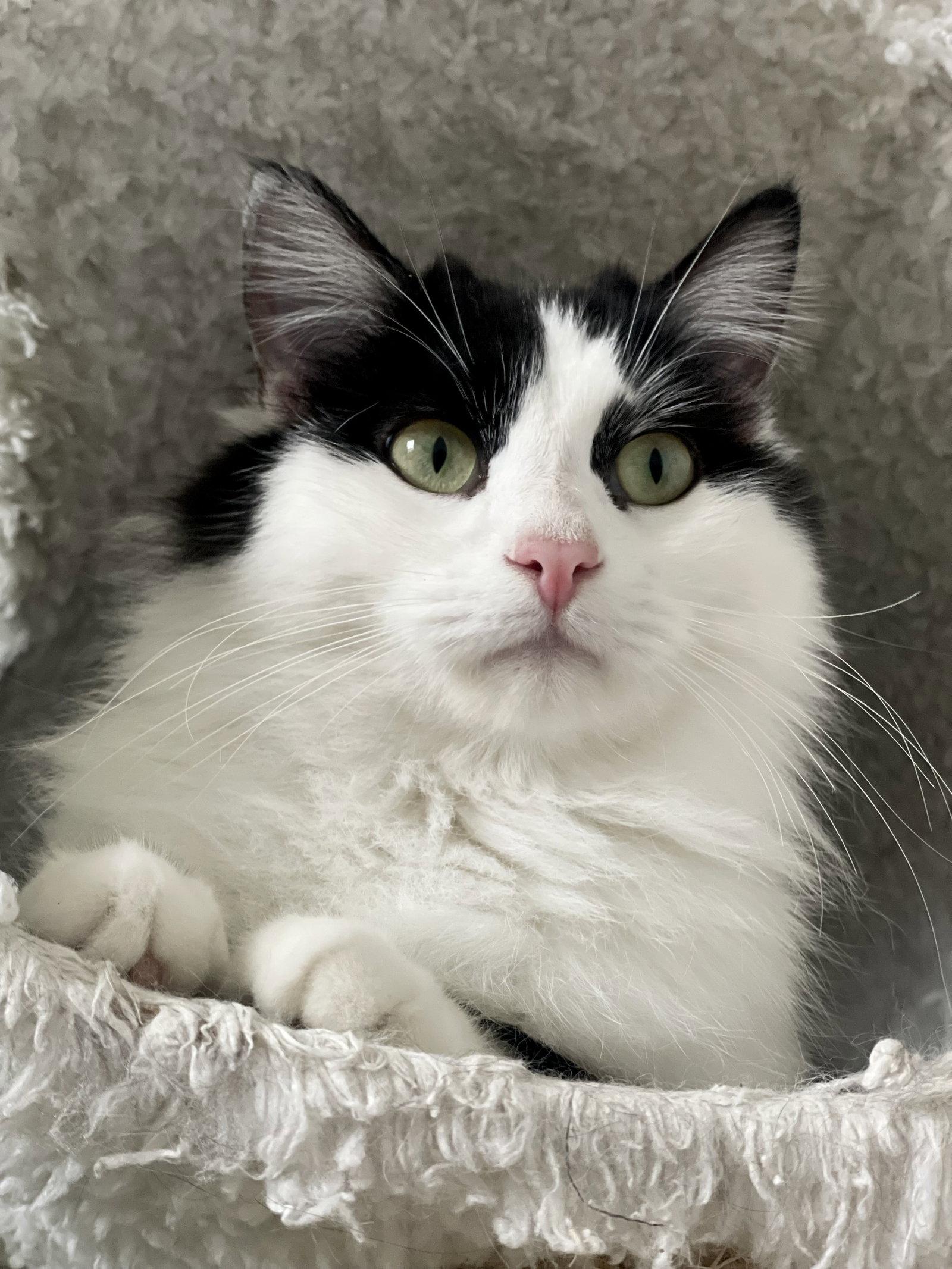 Mittens JBA, Adoptable, Adult Female Domestic Long Hair.