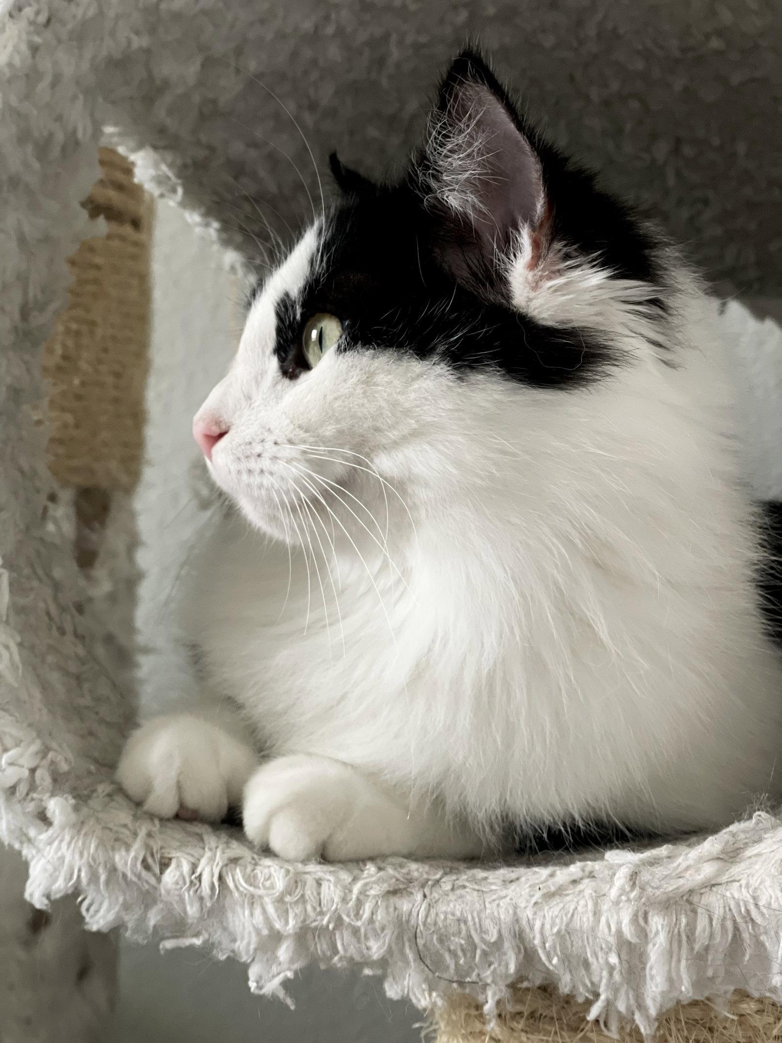 Mittens JBA, a Adoptable Domestic Long Hair in McKinney, TX image 2/2