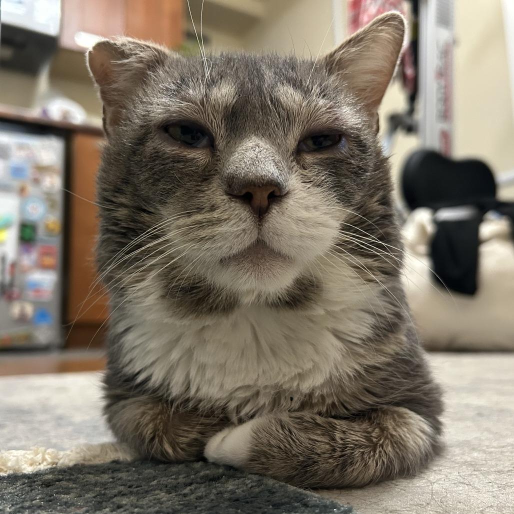 Grayson, Adoptable, Adult Male Domestic Short Hair.