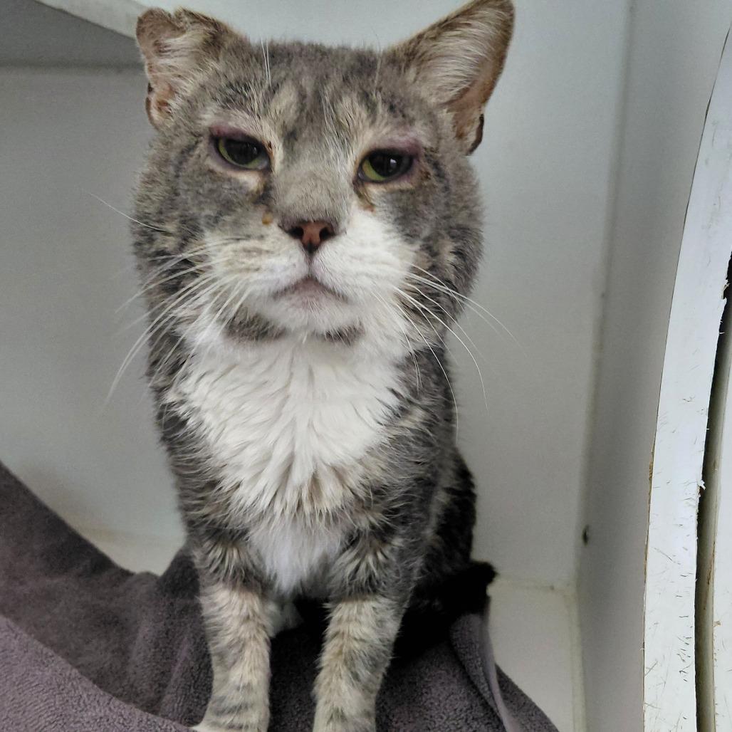 Grayson, Adoptable, Adult Male Domestic Short Hair.