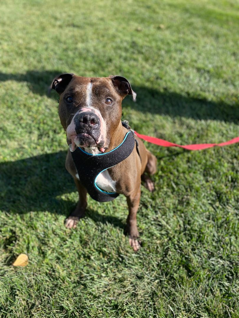 Bellow, a Adoptable mixed breed image 1/4