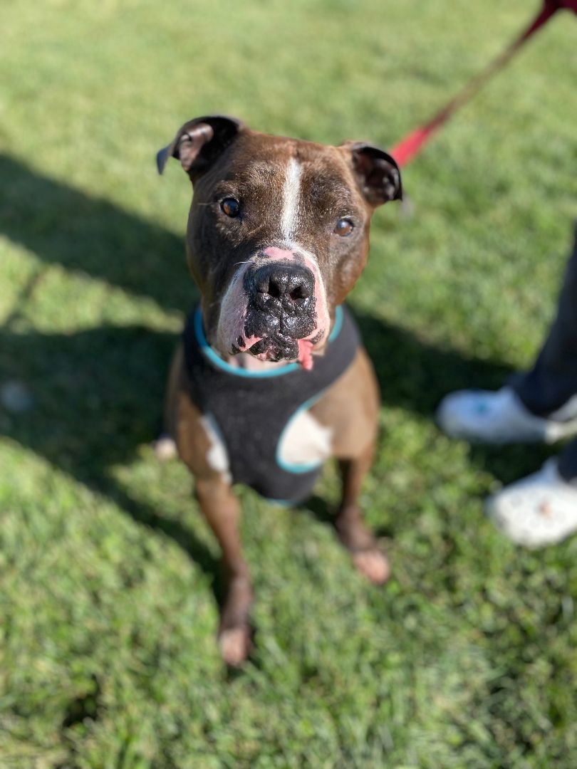 Bellow, a Adoptable mixed breed image 2/4