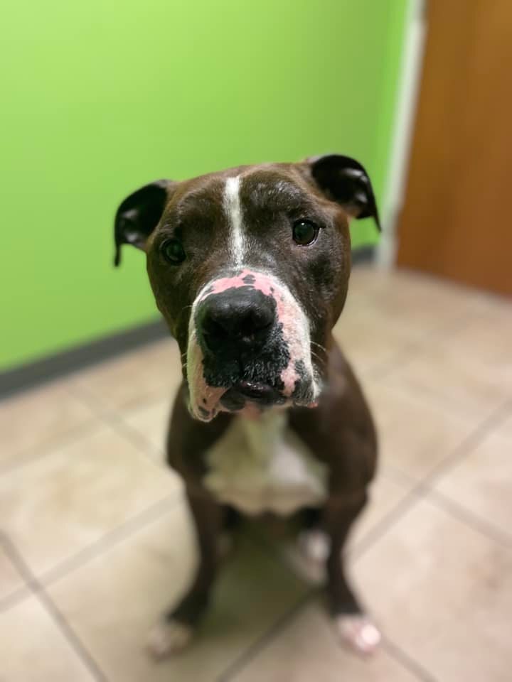 Bellow, a Adoptable mixed breed image 3/4