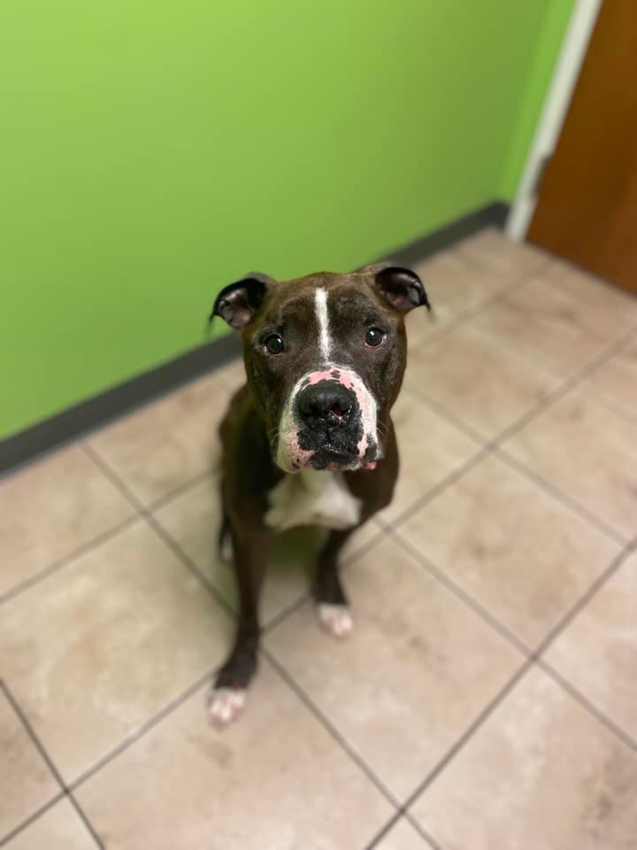 Bellow, a Adoptable mixed breed image 4/4