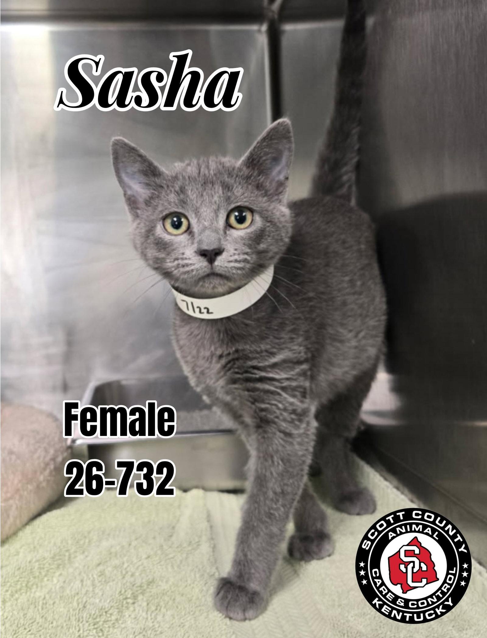 Sasha, Adoptable, Kitten Female Domestic Short Hair.