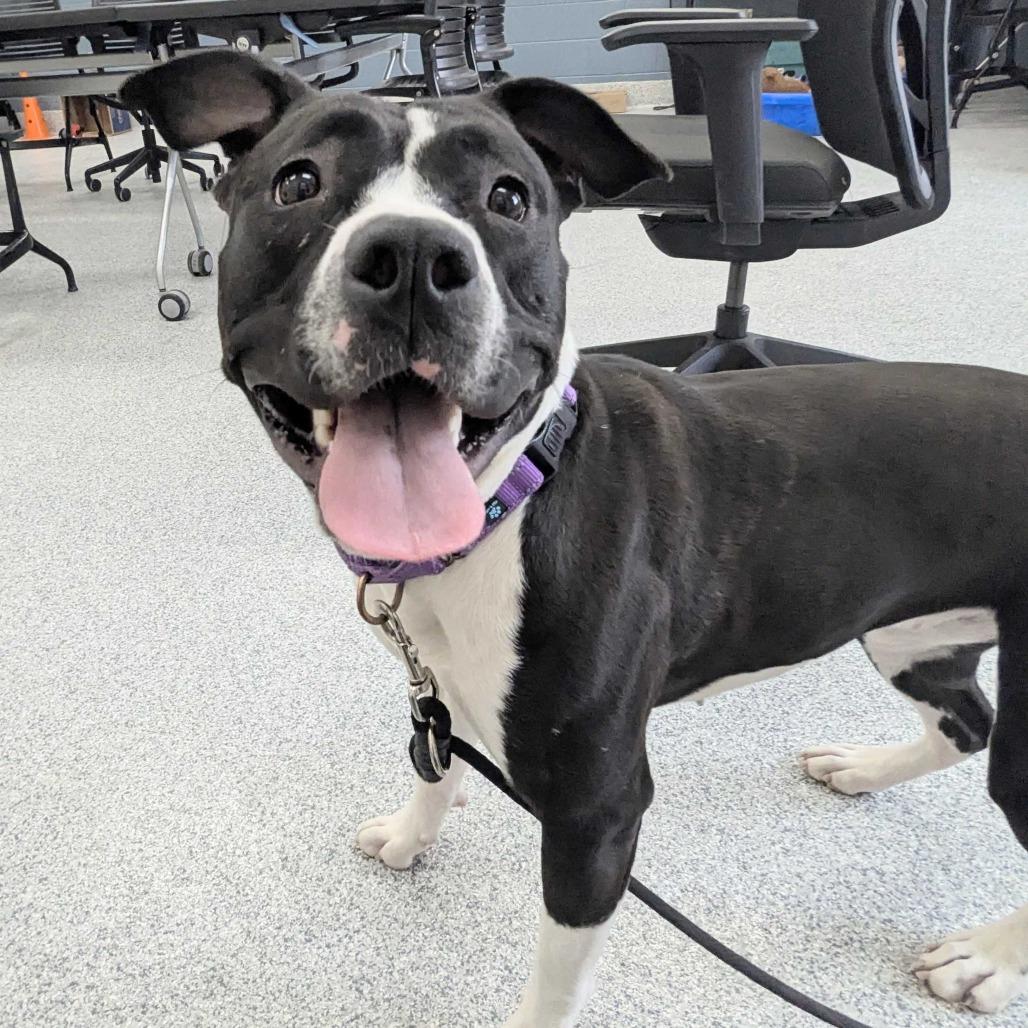 Enlarge Kayleigh, a Adoptable American Staffordshire Terrier in Grand Rapids, MI image 1/6