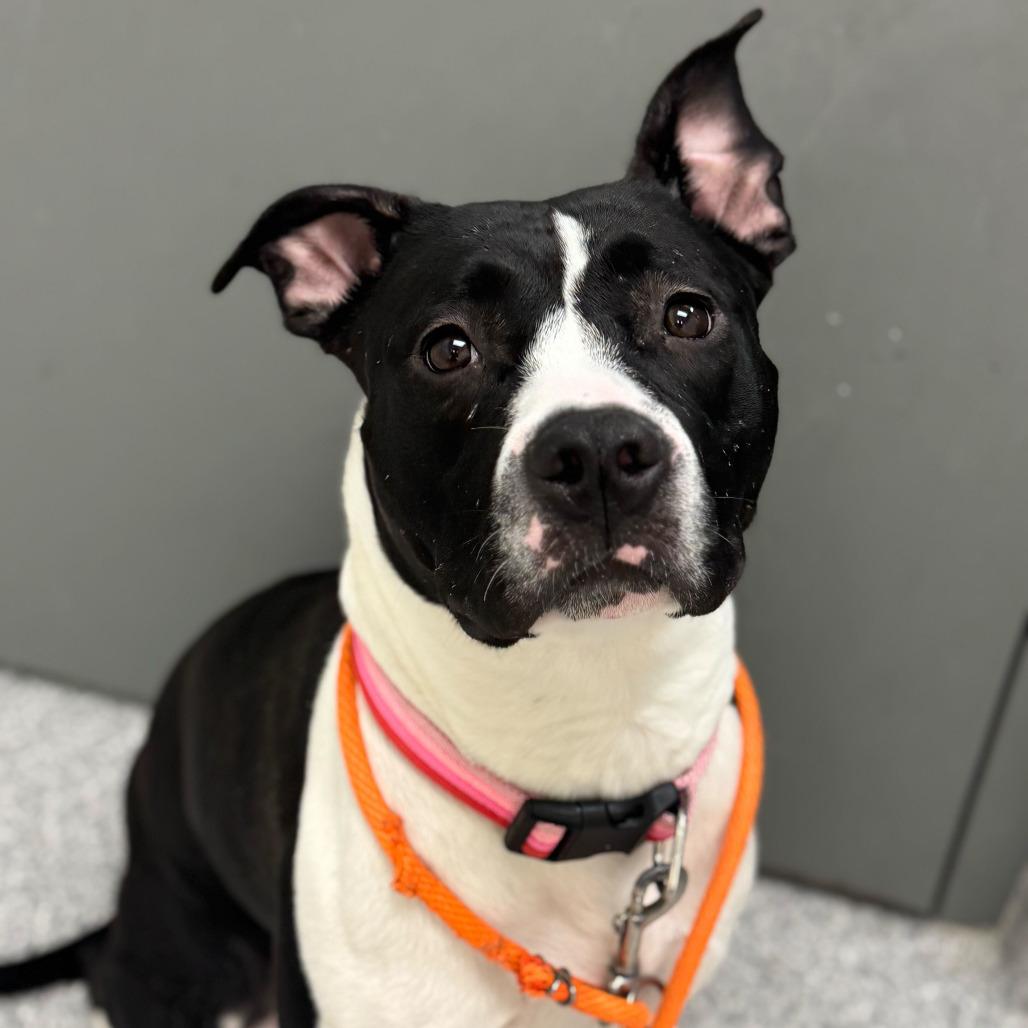 Enlarge Kayleigh, a Adoptable American Staffordshire Terrier in Grand Rapids, MI image 2/6