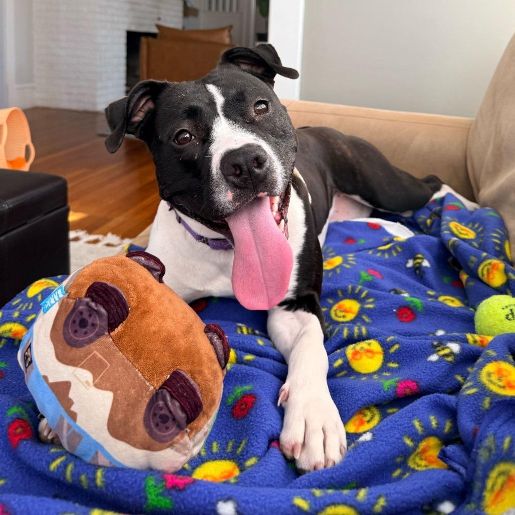 Enlarge Kayleigh, a Adoptable American Staffordshire Terrier in Grand Rapids, MI image 2/6