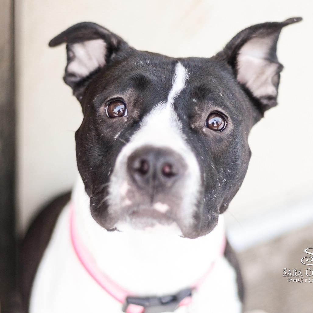 Enlarge Kayleigh, a Adoptable American Staffordshire Terrier in Grand Rapids, MI image 3/6