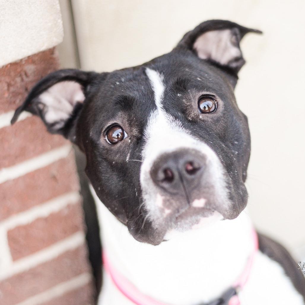 Enlarge Kayleigh, a Adoptable American Staffordshire Terrier in Grand Rapids, MI image 4/6