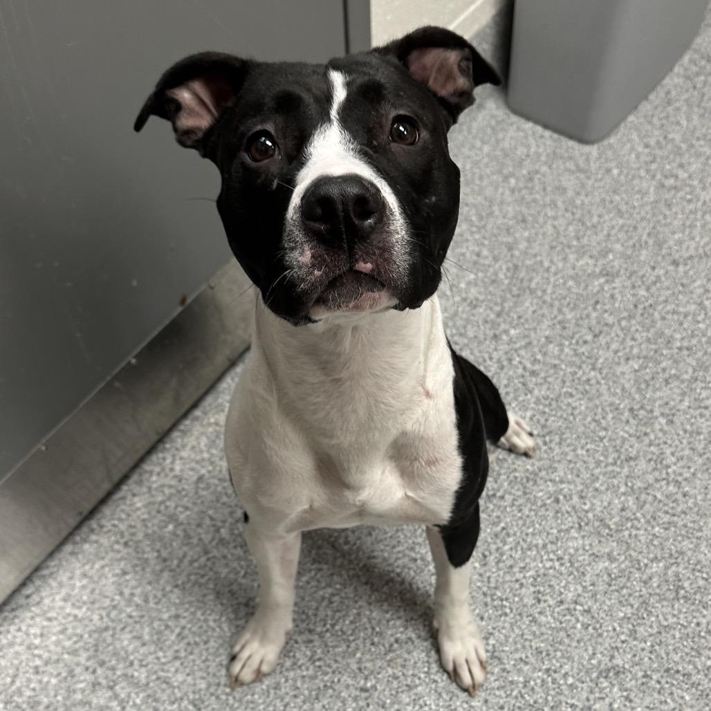 Kayleigh, Adoptable, Adult Female American Staffordshire Terrier.