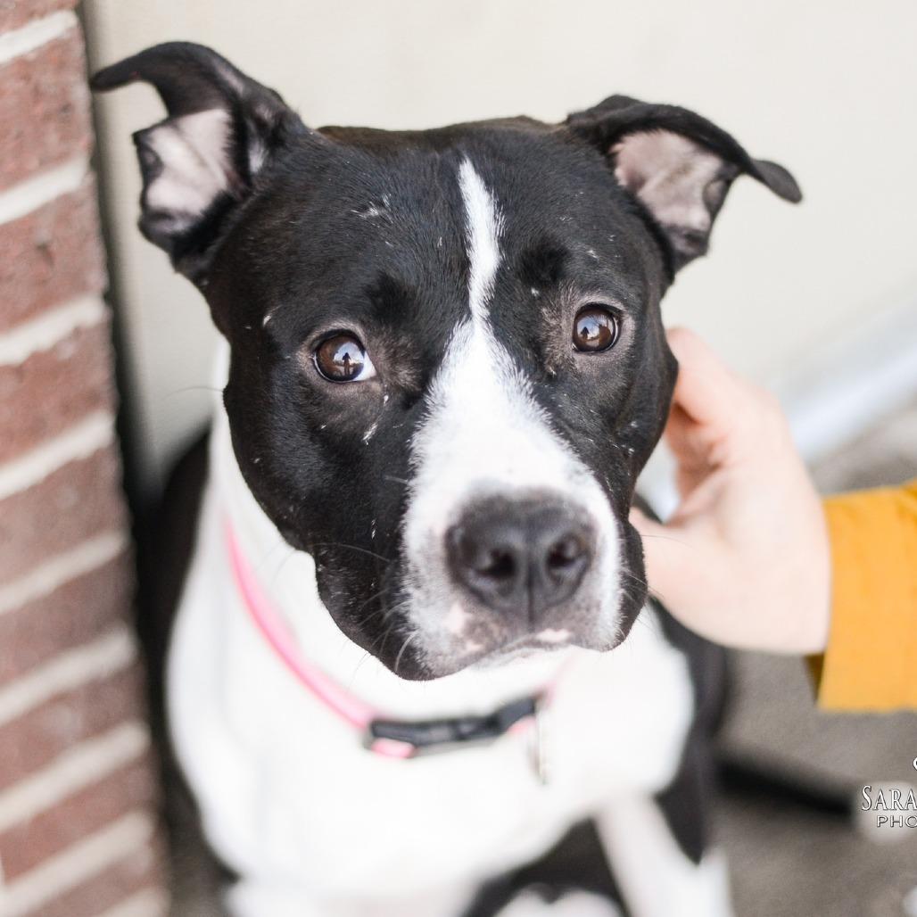 Enlarge Kayleigh, a Adoptable American Staffordshire Terrier in Grand Rapids, MI image 6/6