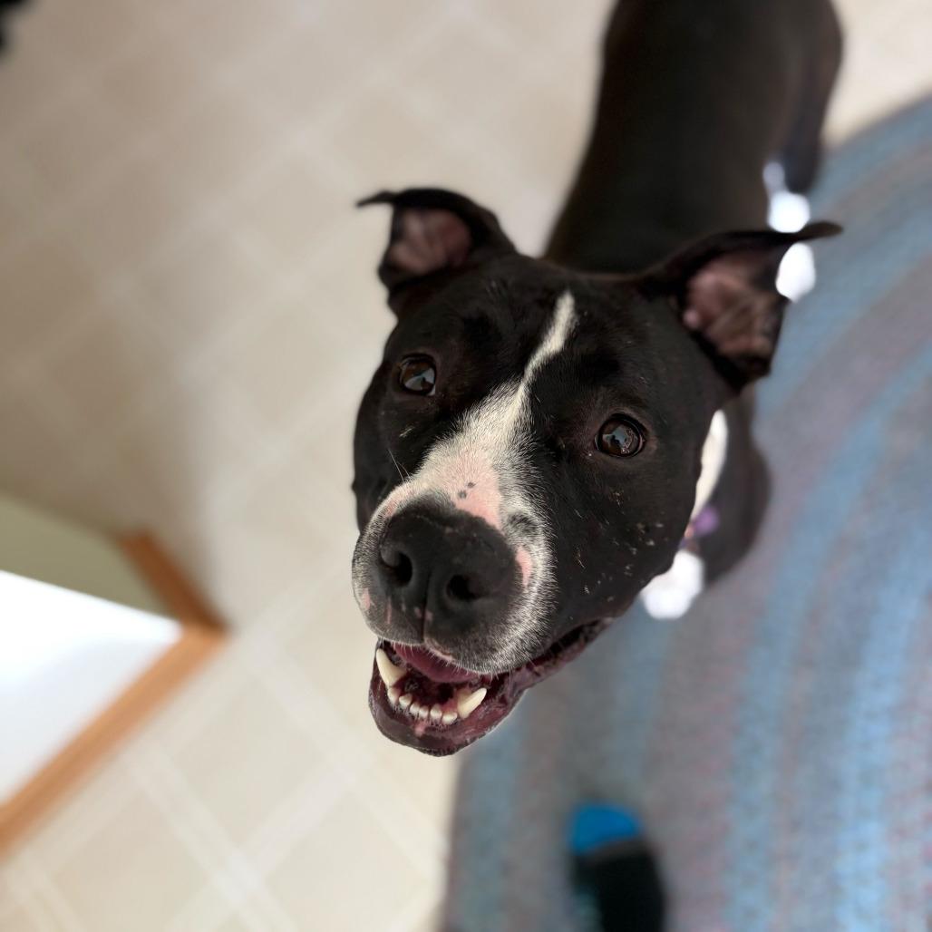 Enlarge Kayleigh, a Adoptable American Staffordshire Terrier in Grand Rapids, MI image 6/6