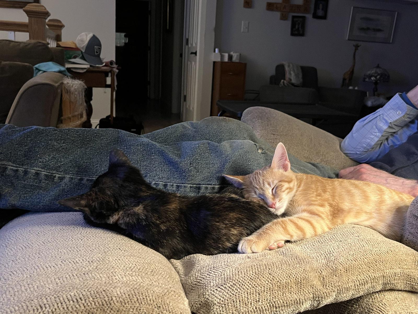 Milkyway, Adopted, Kitten Female Tortoiseshell.