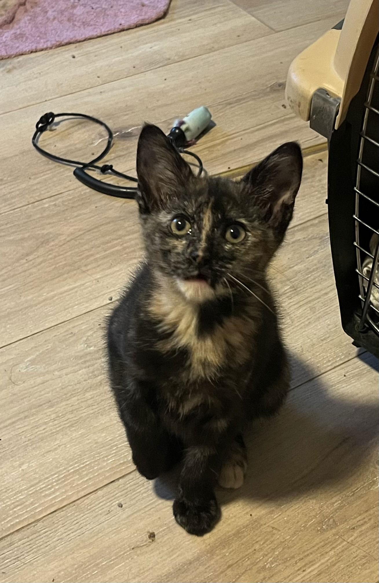 Milkyway, a Adopted Tortoiseshell image 2/2