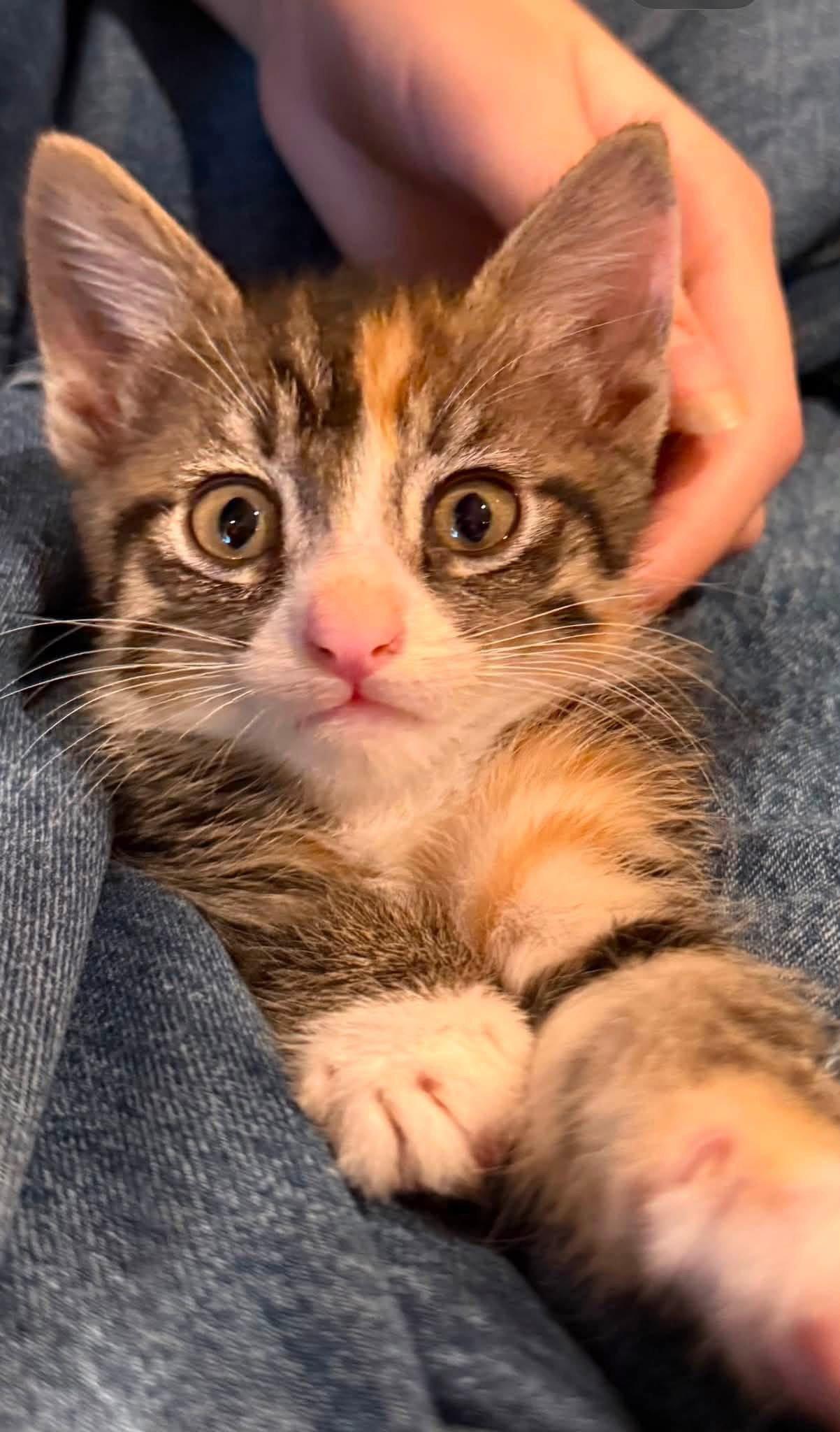 Tiramisu, Adopted, Young Female Domestic Short Hair.