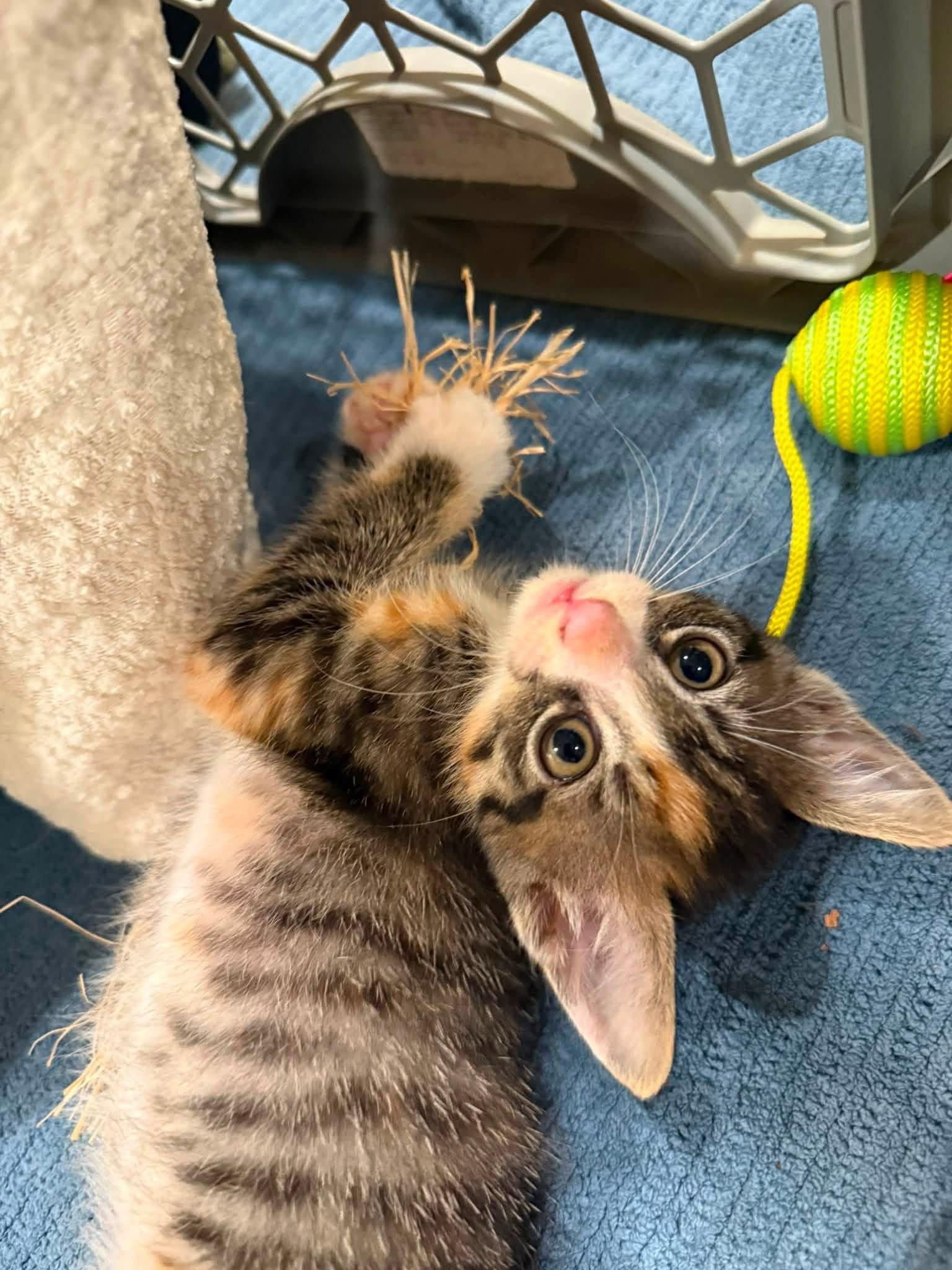 Enlarge Tiramisu, a Adopted Domestic Short Hair in Scottsdale, AZ image 2/3