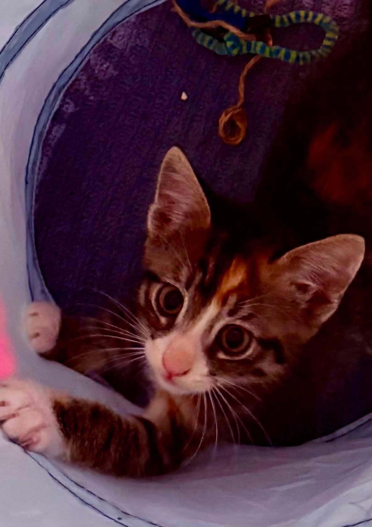 Enlarge Tiramisu, a Adopted Domestic Short Hair in Scottsdale, AZ image 3/3