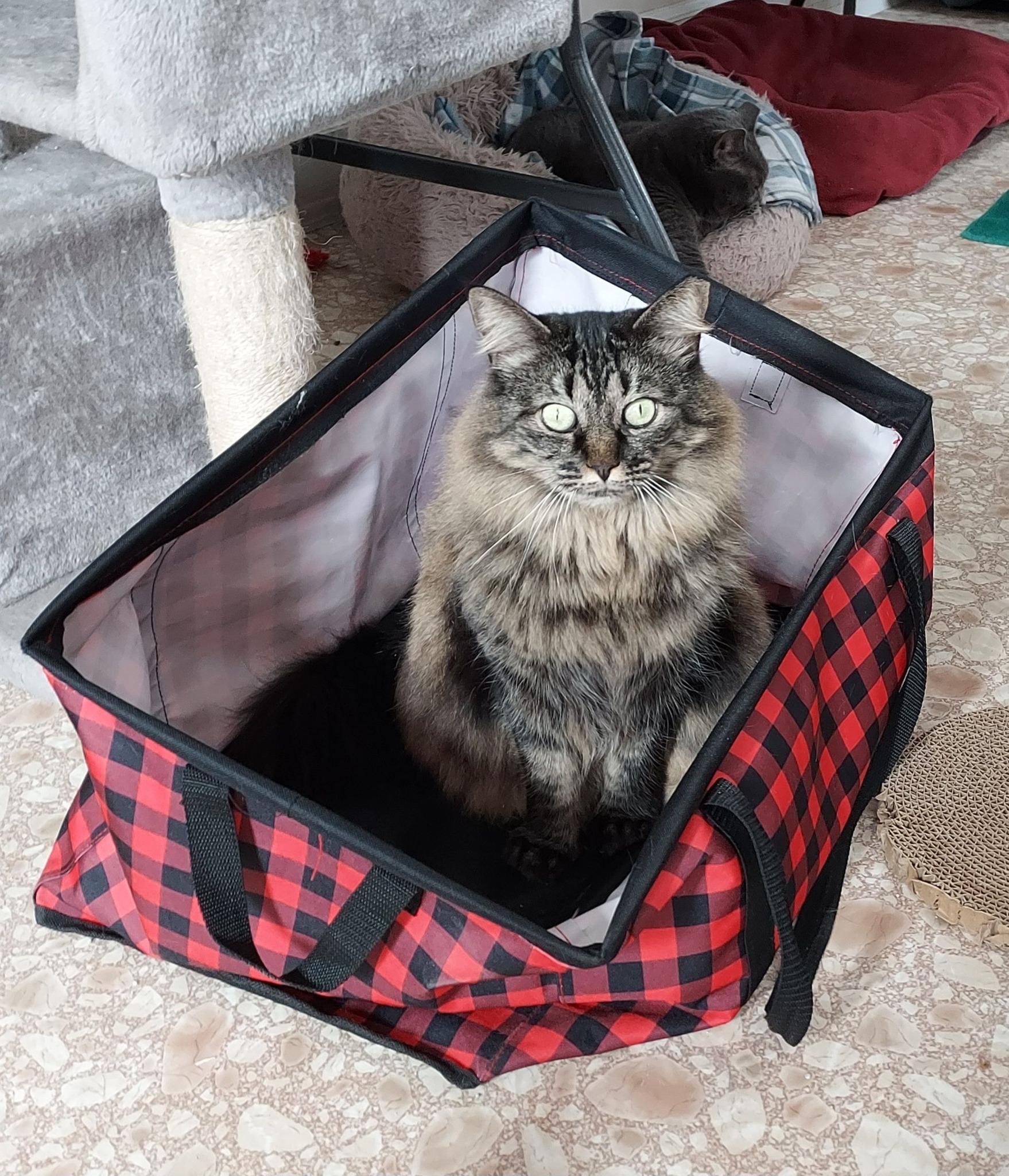 Enlarge Esmerelda, a Adoptable Domestic Long Hair in Plainville, MA image 1/6