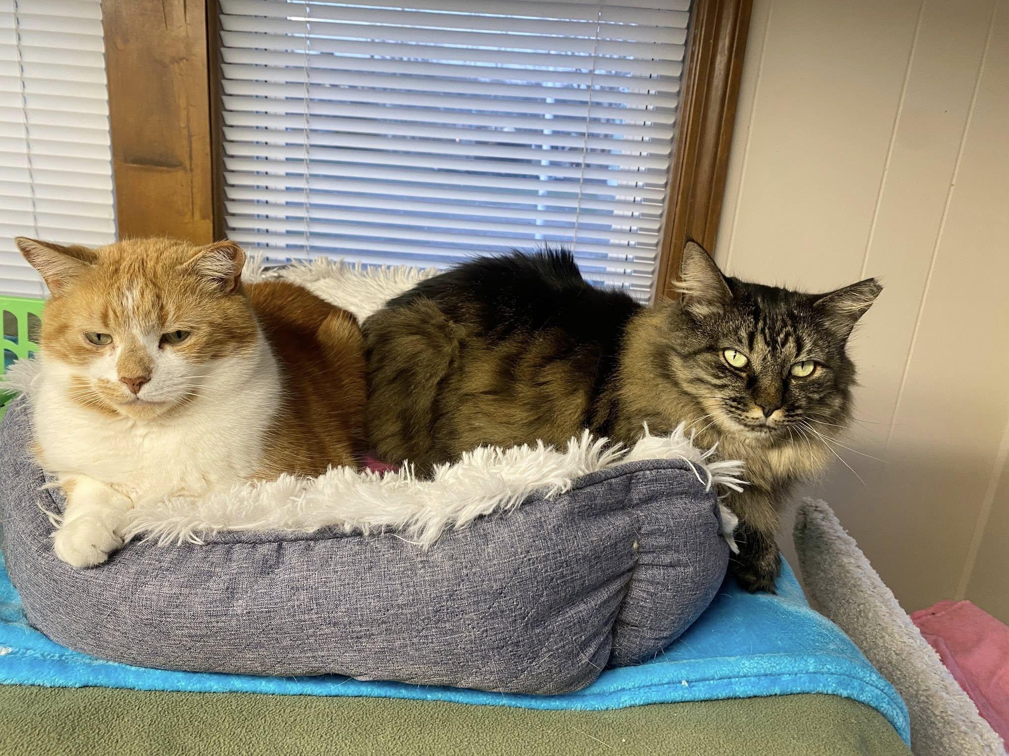 Enlarge Esmerelda, a Adoptable Domestic Long Hair in Plainville, MA image 4/6