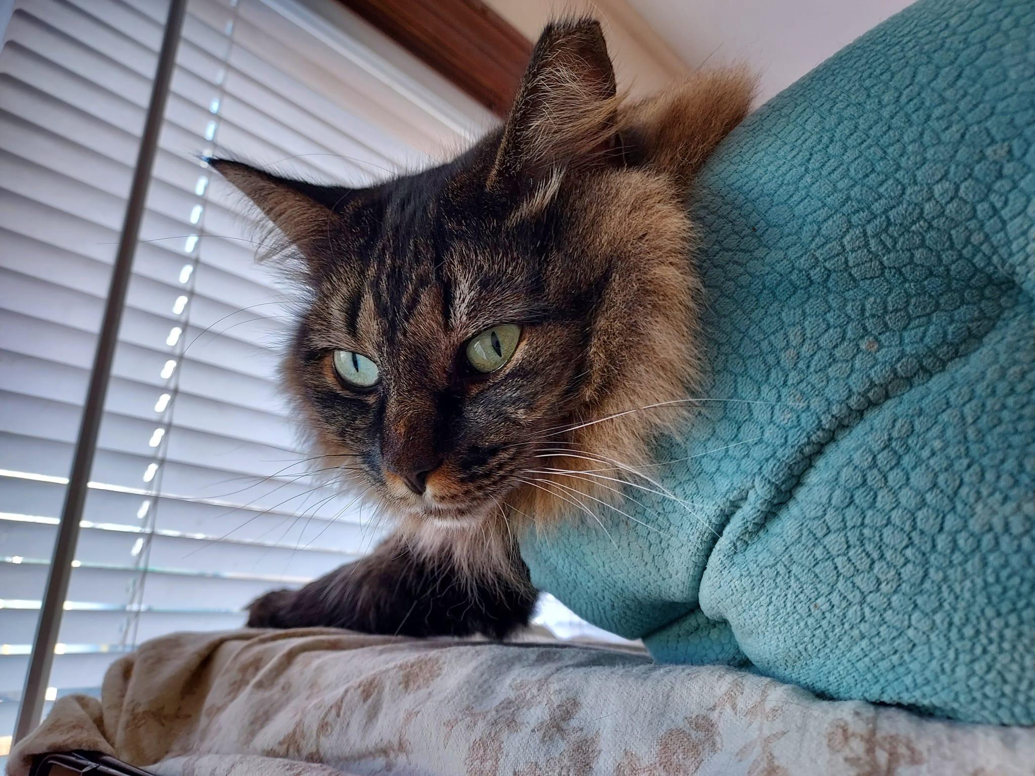 Enlarge Esmerelda, a Adoptable Domestic Long Hair in Plainville, MA image 5/6