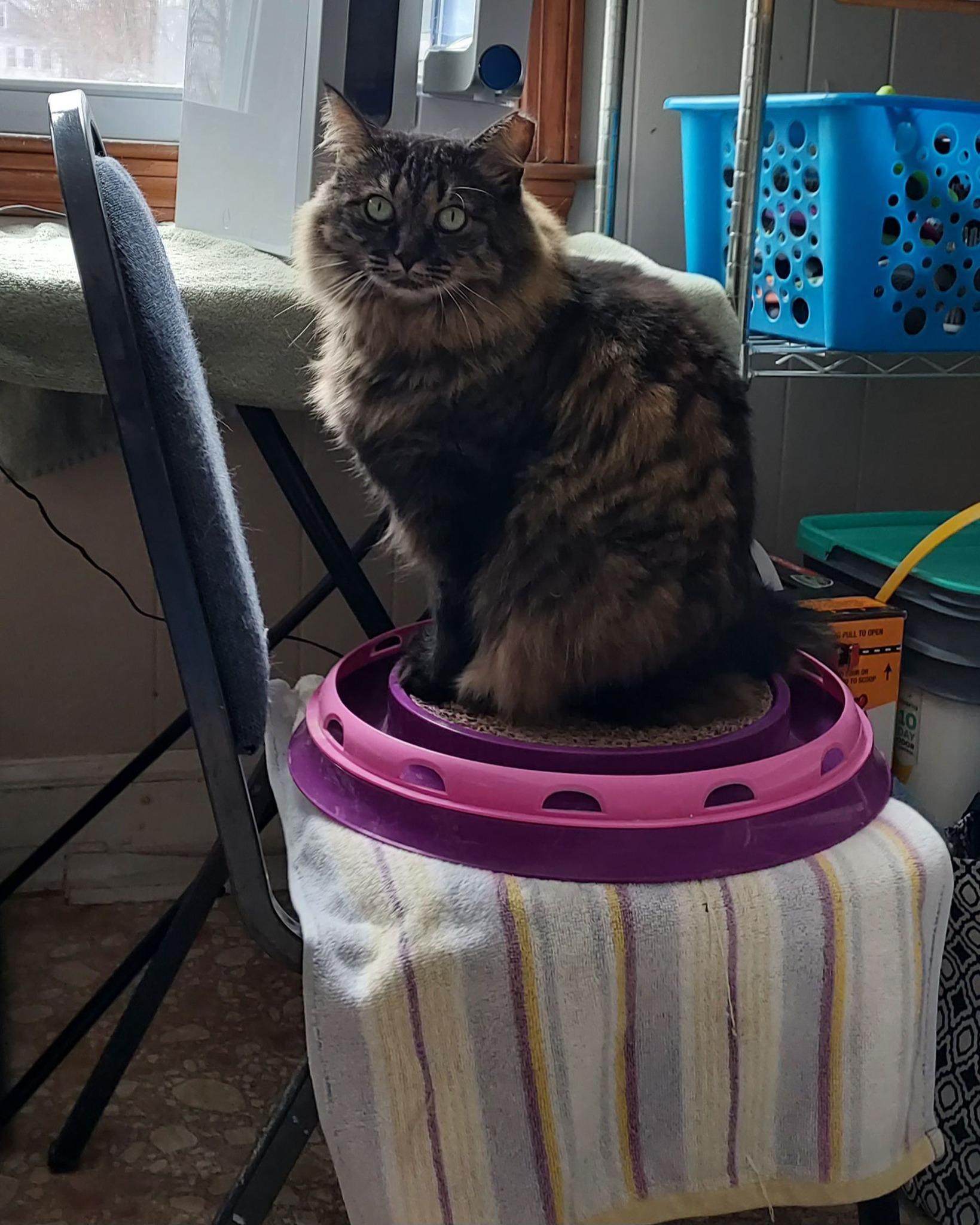 Enlarge Esmerelda, a Adoptable Domestic Long Hair in Plainville, MA image 6/6