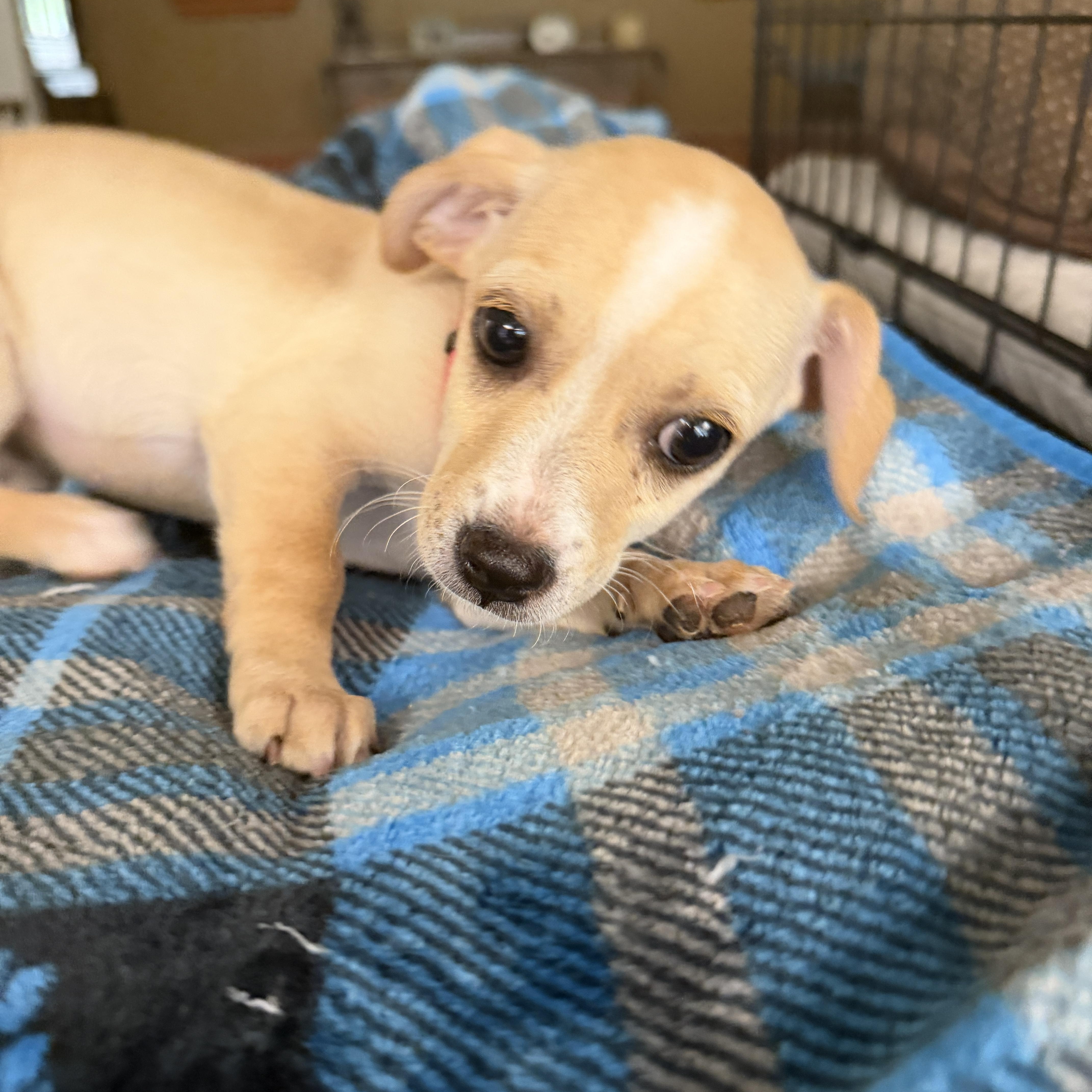 Enlarge Zuri, an adopted mixed breed in Gilbert, AZ image 3/5