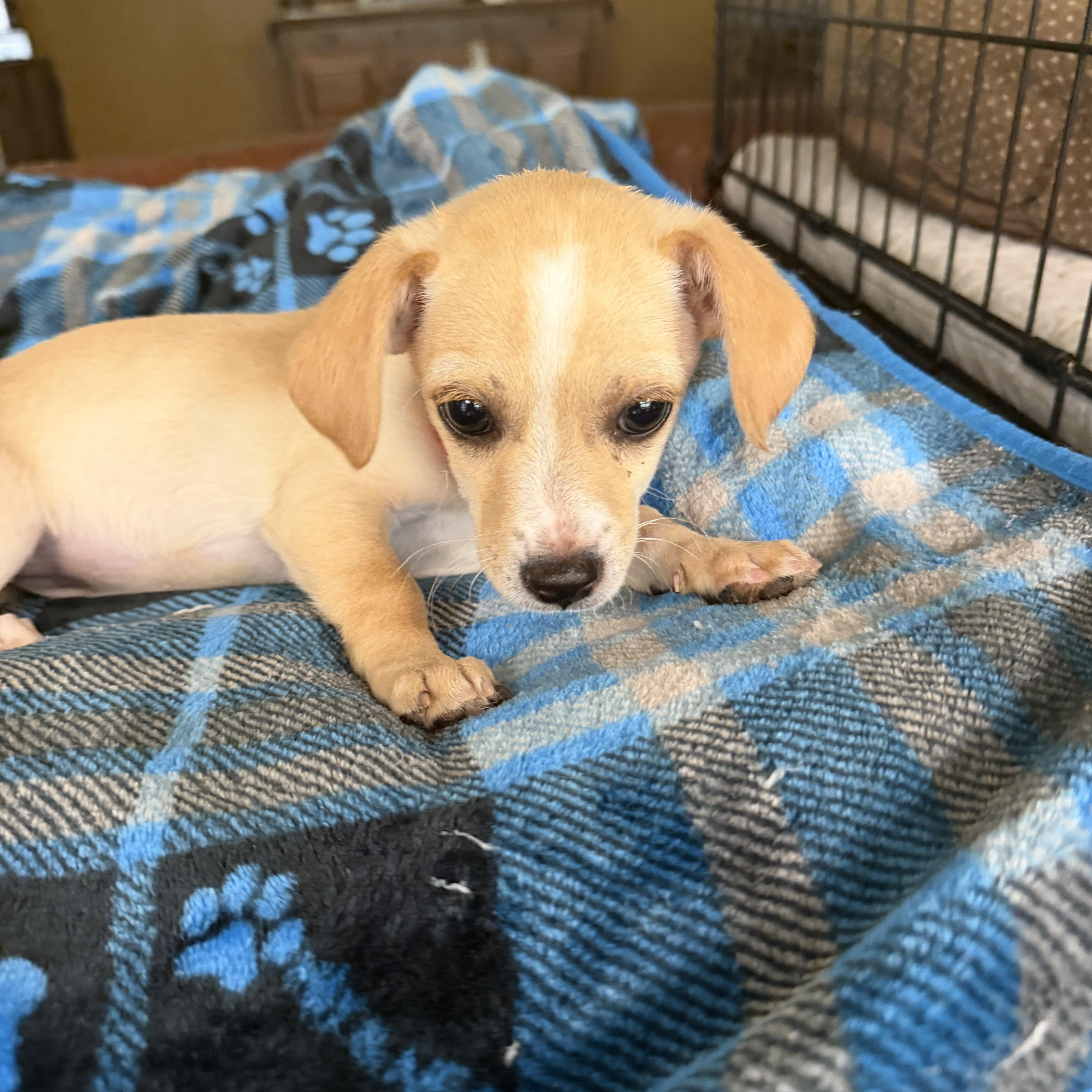 Zuri, adopted, Puppy Female Chiweenie & Chihuahua.