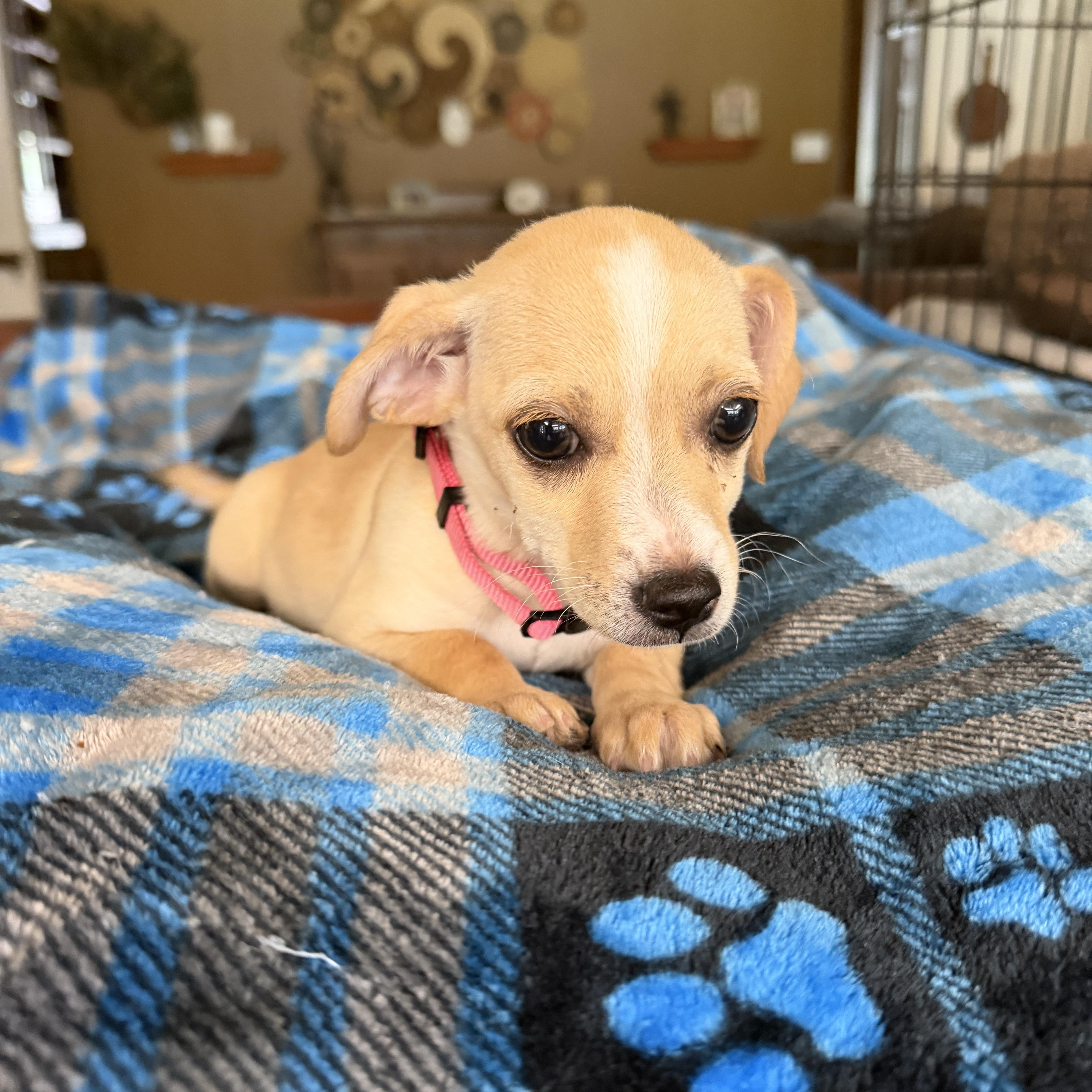 Enlarge Zuri, an adopted mixed breed in Gilbert, AZ image 4/5