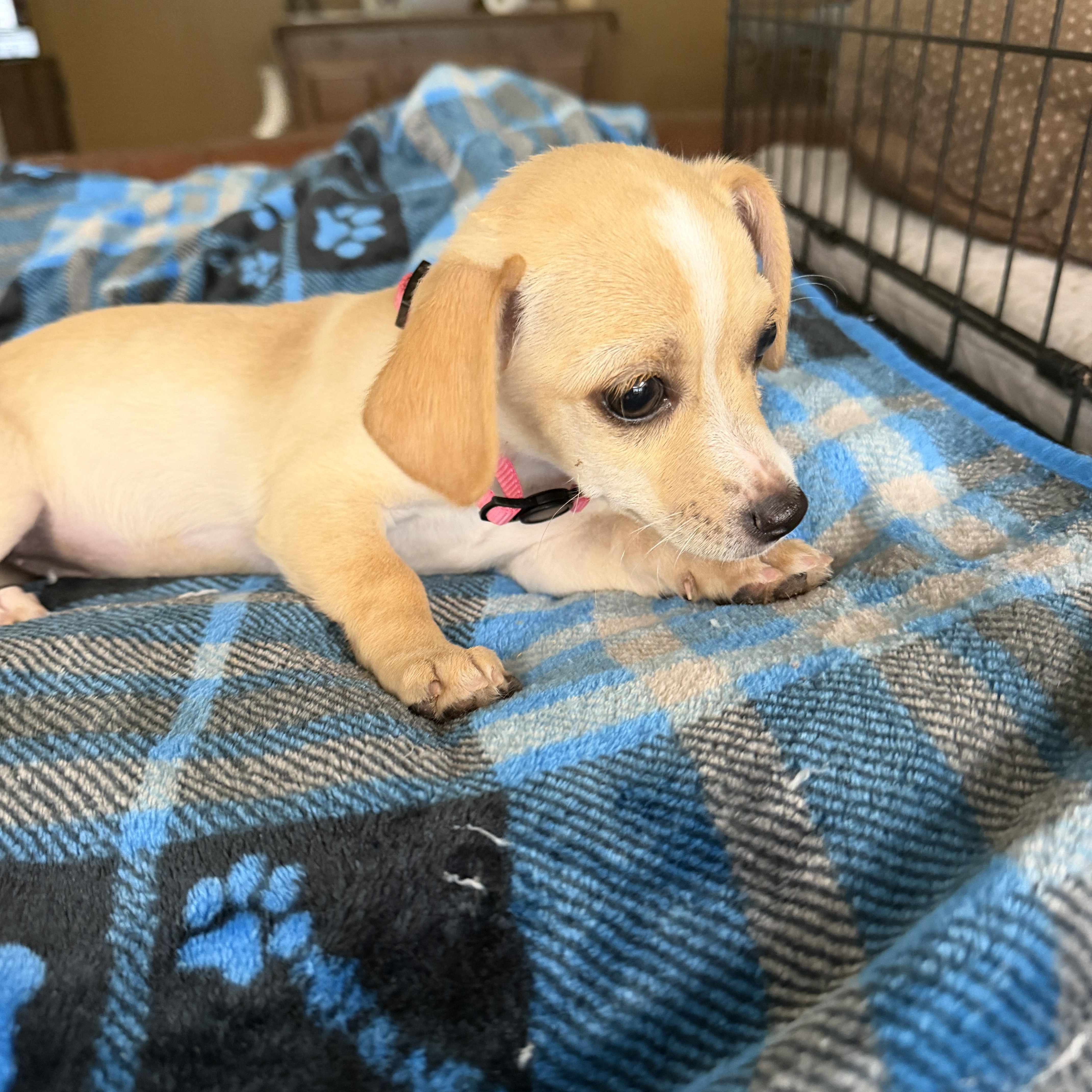 Enlarge Zuri, an adopted mixed breed in Gilbert, AZ image 5/5