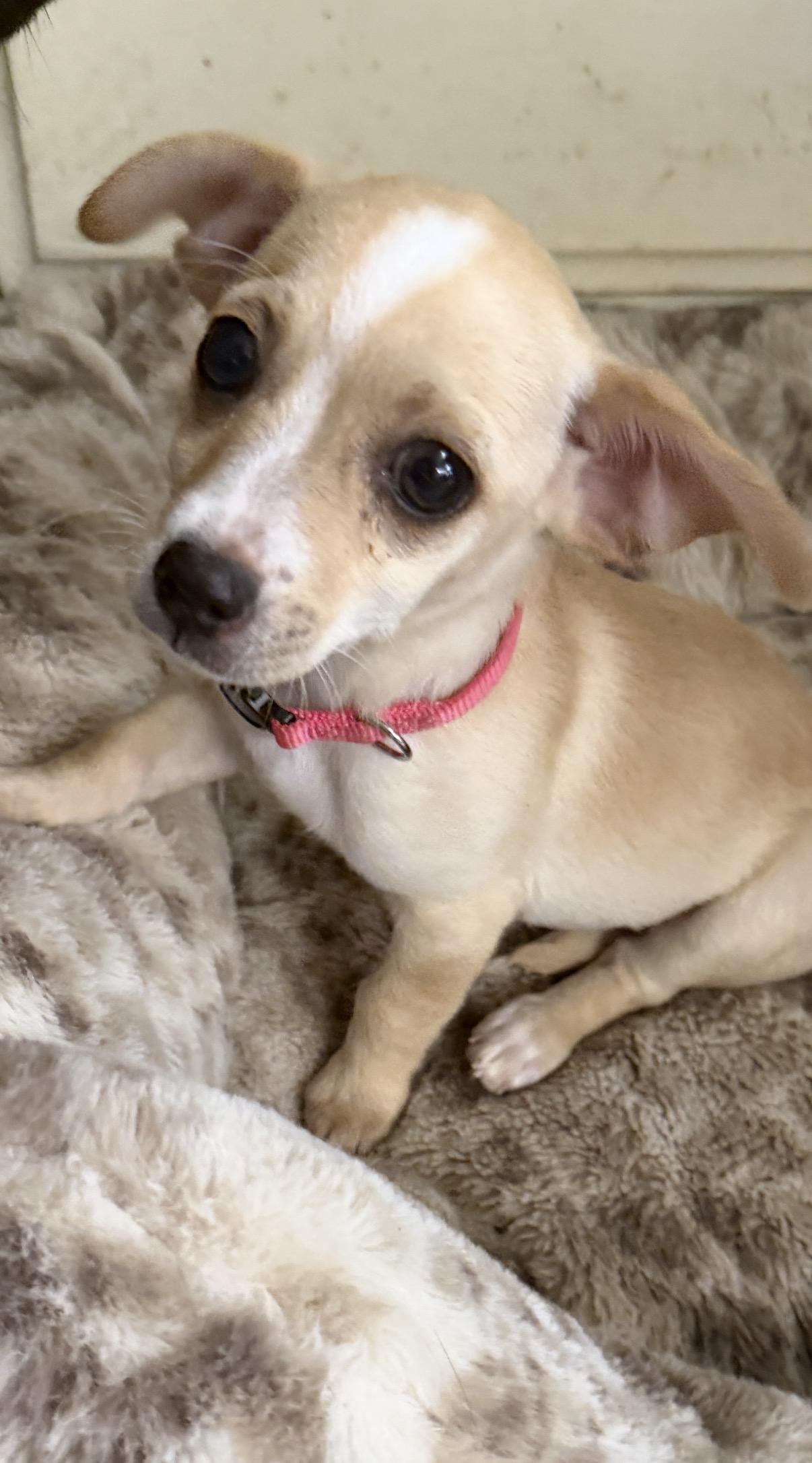 Enlarge Zuri, an adopted mixed breed in Gilbert, AZ image 2/5