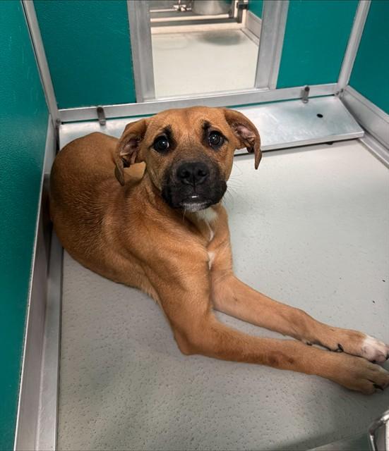 ROSE PETAL, Adoptable, Young Female Boxer & Mixed Breed.