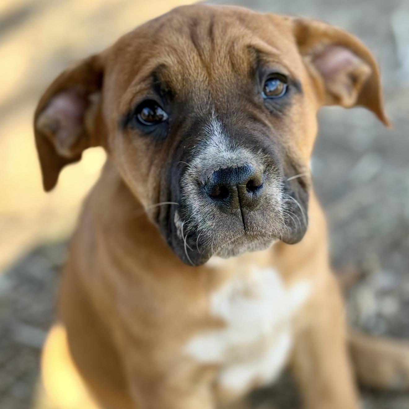 Enlarge Piper , a ADOPTABLE mixed breed in Pelham, NH image 4/6