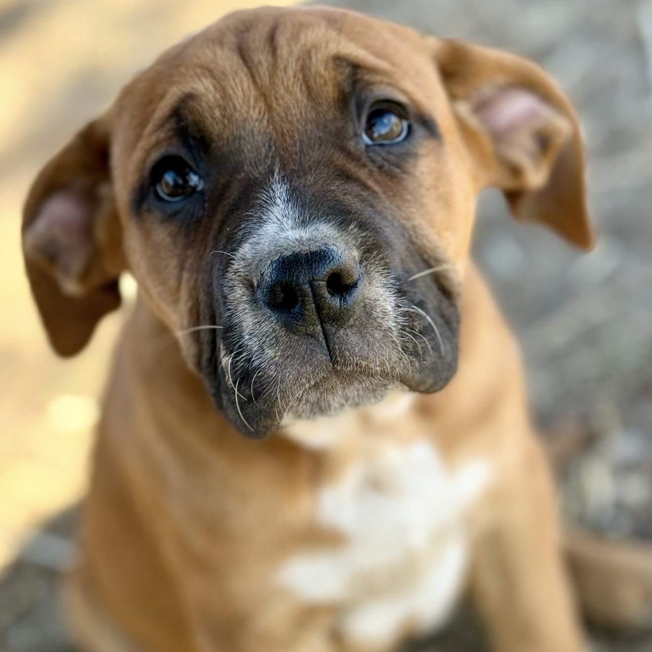 Piper , ADOPTABLE, Puppy Female English Bulldog & Mixed Breed.