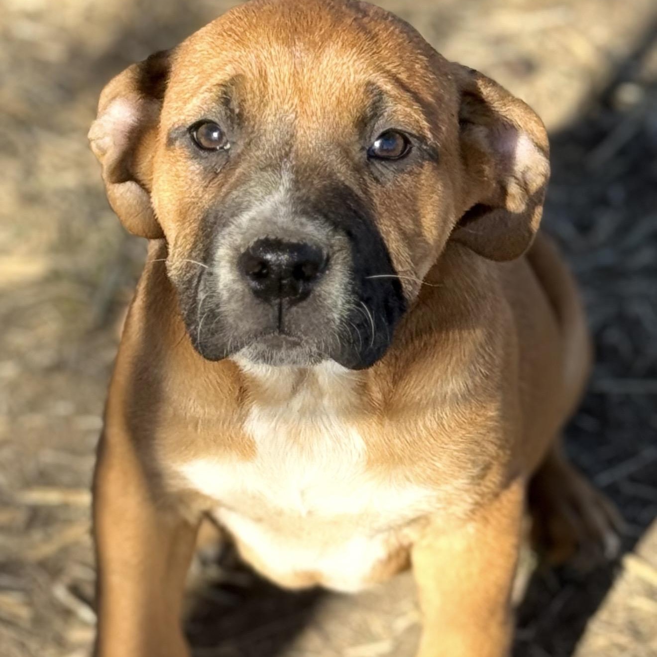 Enlarge Piper , a ADOPTABLE mixed breed in Pelham, NH image 6/6