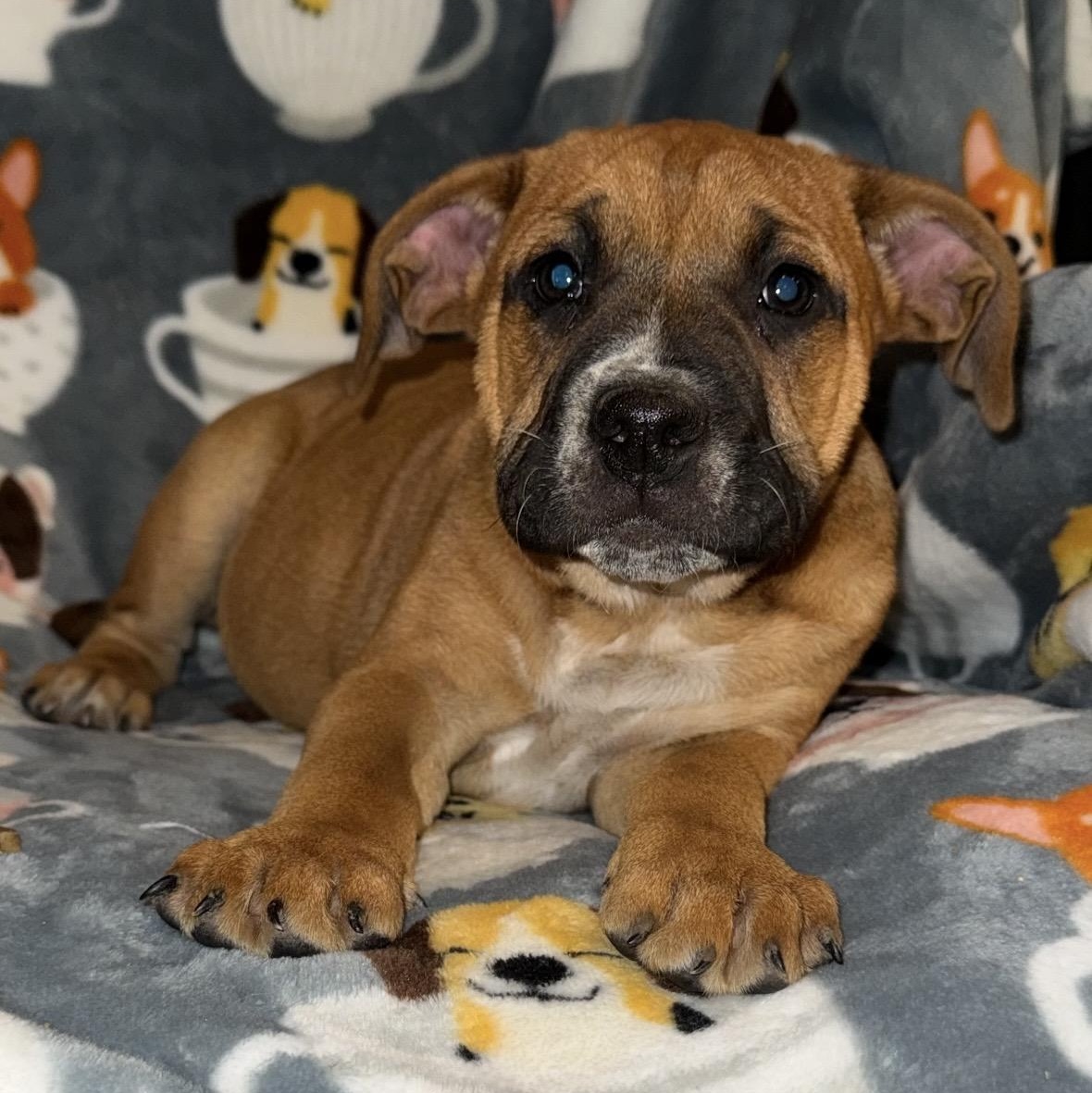 Enlarge Piper , a ADOPTABLE mixed breed in Pelham, NH image 2/6