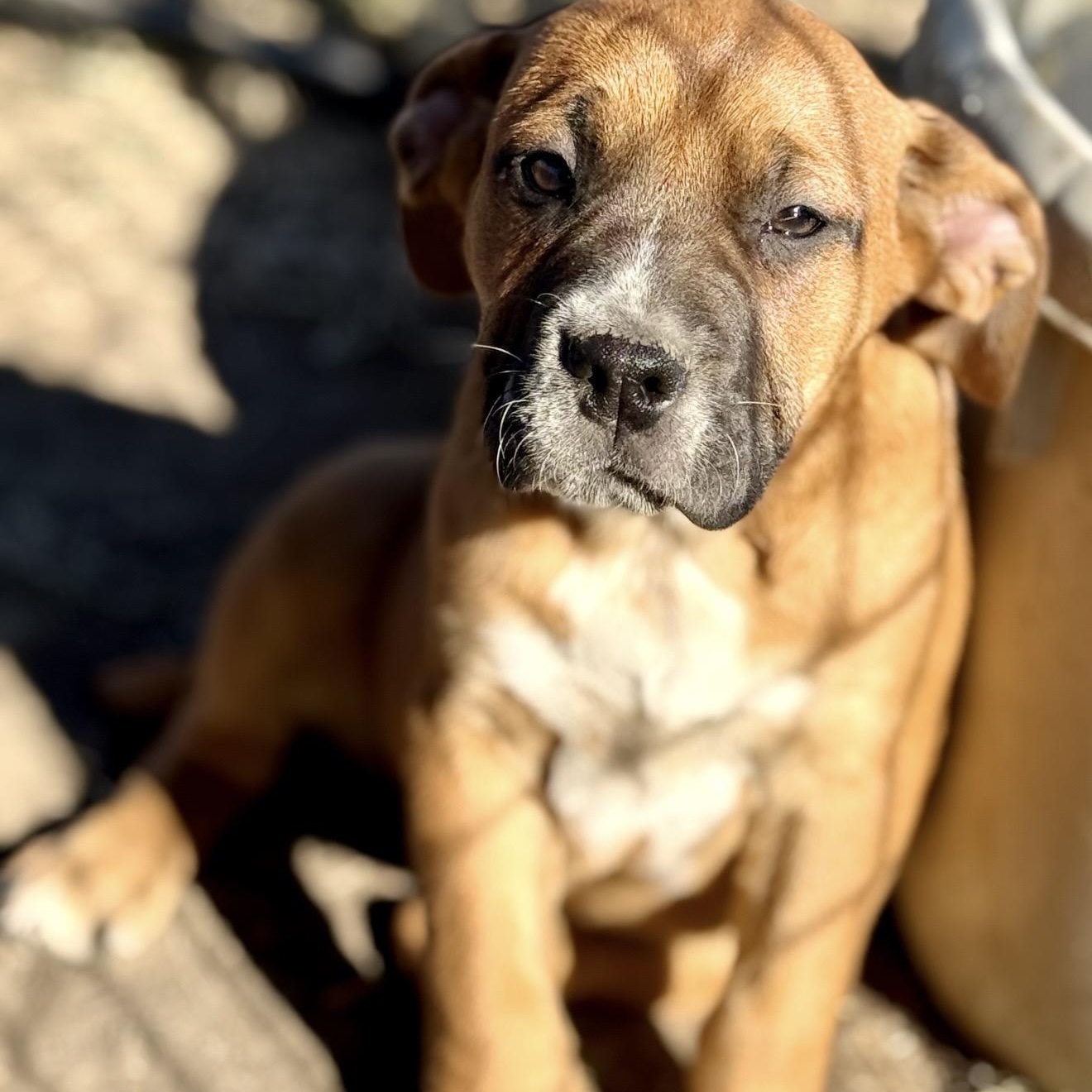 Enlarge Piper , a ADOPTABLE mixed breed in Pelham, NH image 5/6