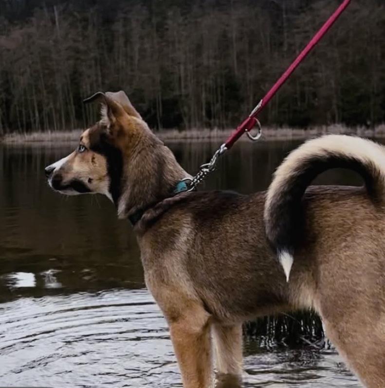 Enlarge Crumbles, a ADOPTABLE mixed breed in Vancouver, BC image 2/6