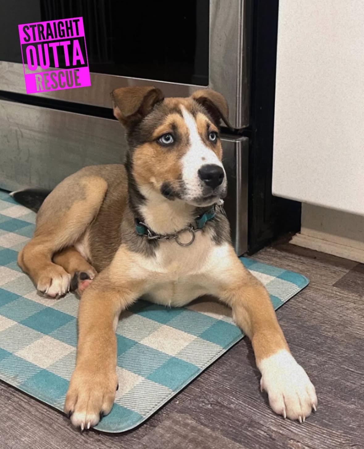 Crumbles, ADOPTABLE, Puppy Male Husky & Pit Bull Terrier.
