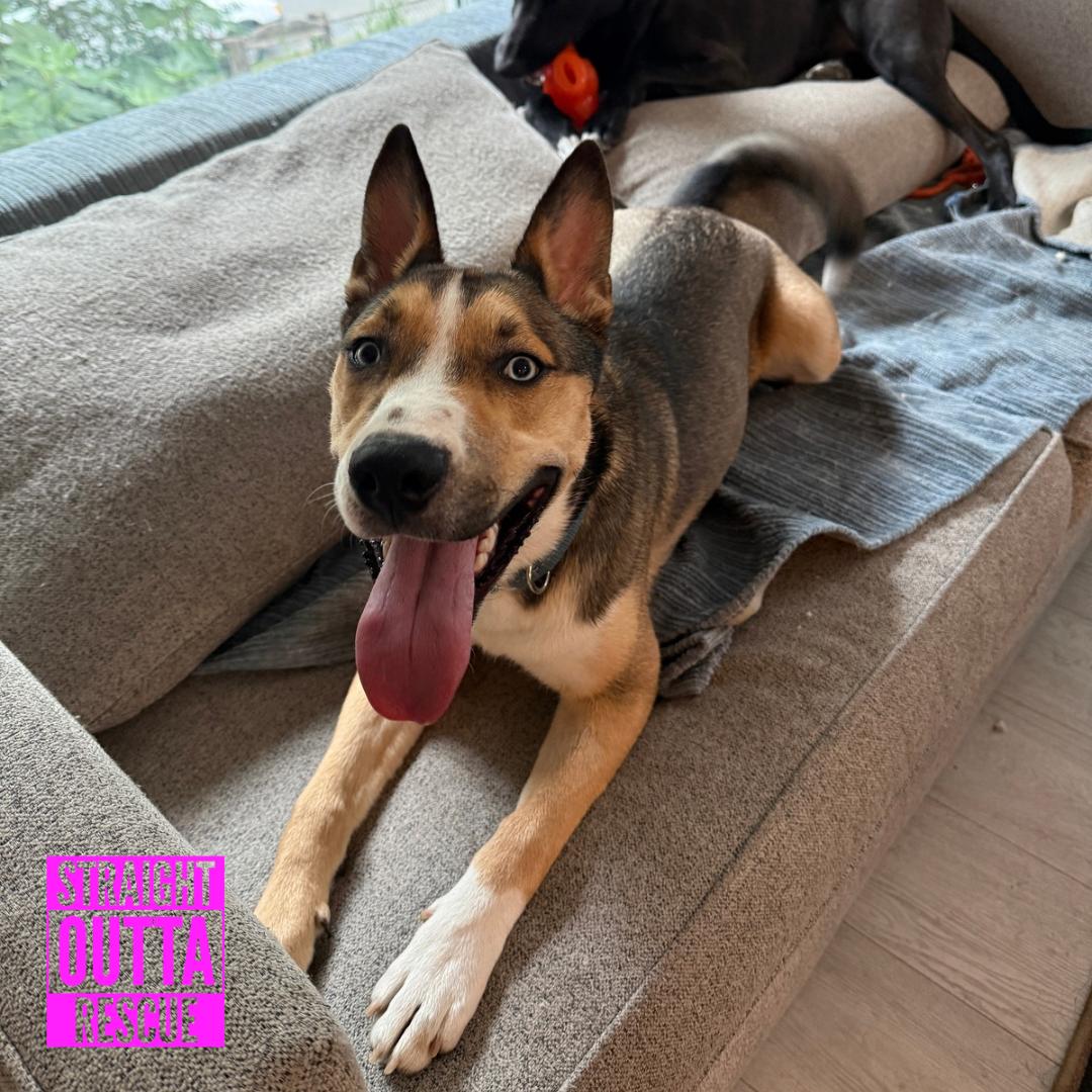 Crumbles, an adoptable mixed breed in Vancouver, BC image 6/6