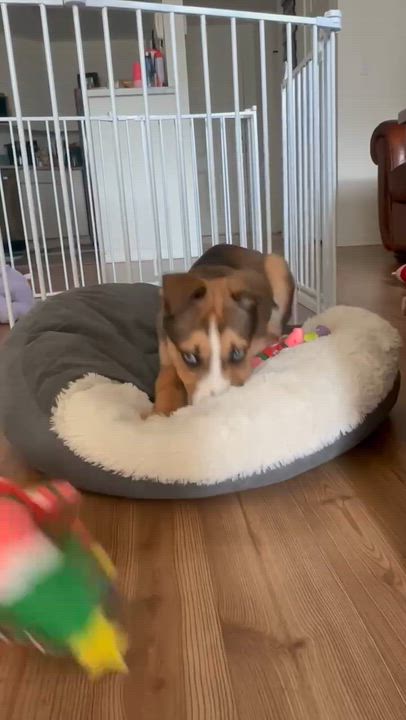 Enlarge Crumbles, a ADOPTABLE mixed breed in Vancouver, BC video 5/6