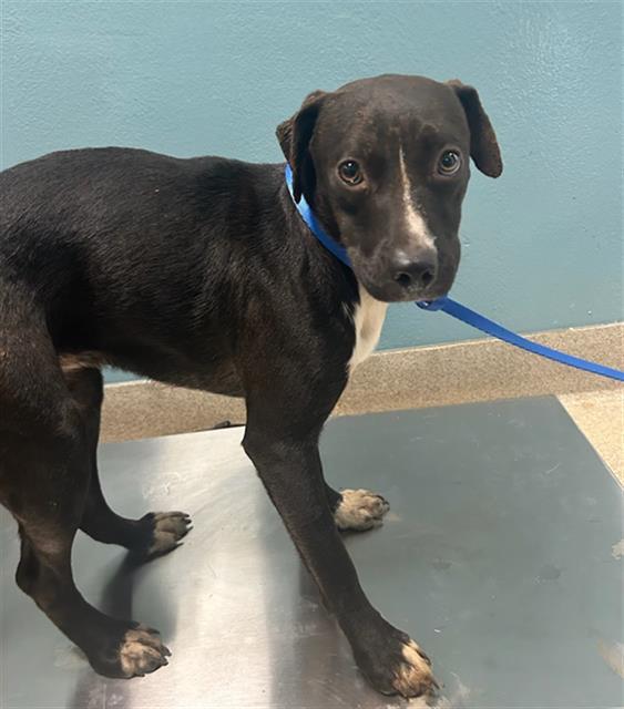 Enlarge LIVVI, a Adoptable mixed breed in Newton, NC image 1/1